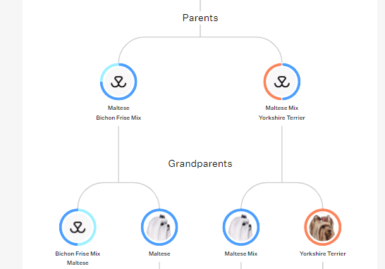 Calis-Family-Tree