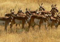 antelope-1